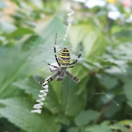 بيت للعطل One-bedroom نسدورف ام اترسي