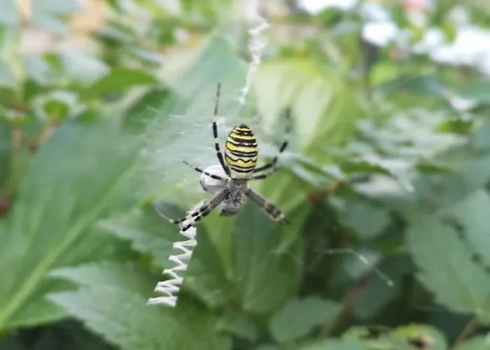 Tatil Evi One-bedroom Nussdorf am Attersee